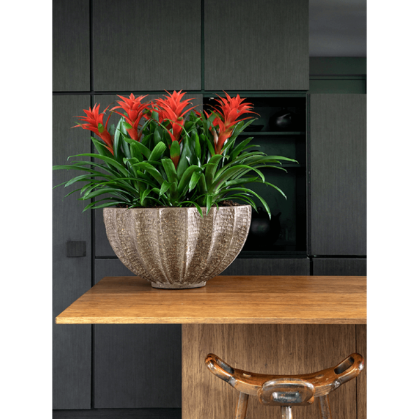 Guzmania 'Amaretto' red