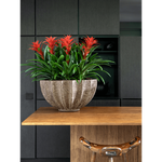 Guzmania 'Amaretto' red