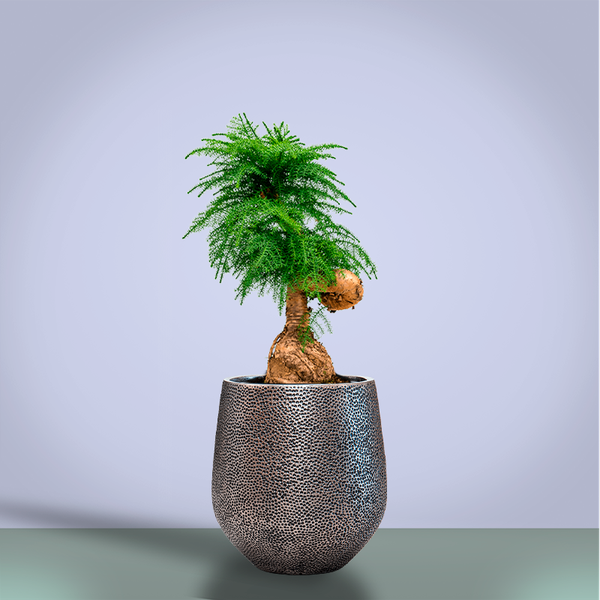 Araucaria