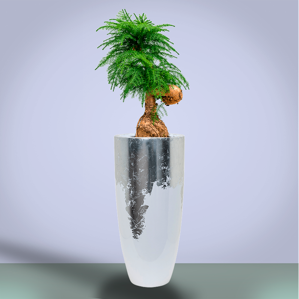 Araucaria
