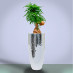 Araucaria