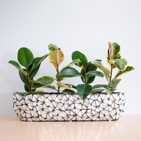 Planting of plants in a pot Ficus Robusta and Ficus El Tineka