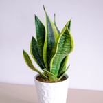 Sansevieria Laurentii S