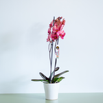 Orchid phalaenopsis Coral