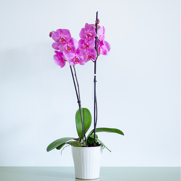 Orchid Phalaenopsis fuchsia