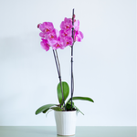 Orchid Phalaenopsis fuchsia