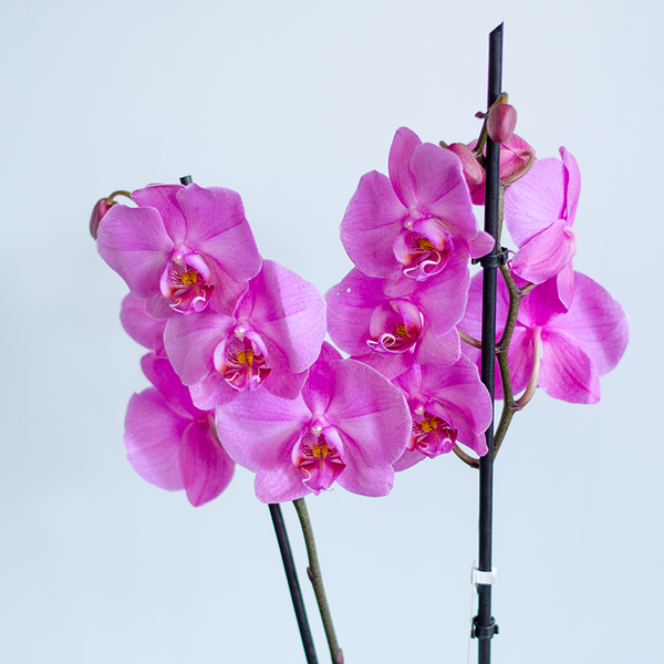 Orchid Phalaenopsis fuchsia