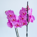 Orchid Phalaenopsis fuchsia