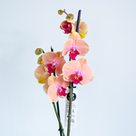Orchid Phalaenopsis orange