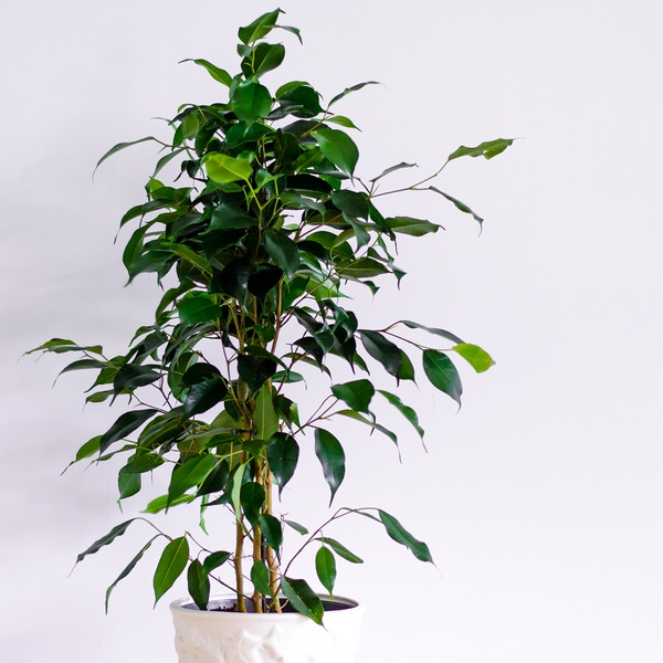 Ficus Benjamin Danielle