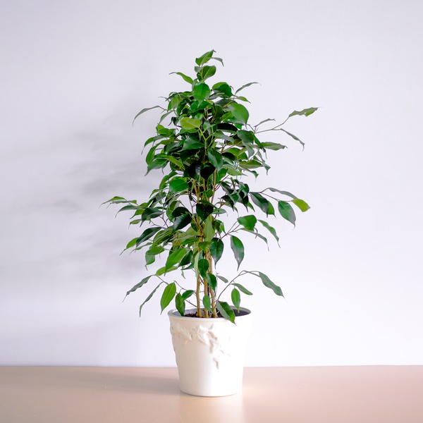Ficus Benjamin Danielle