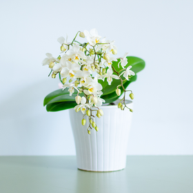 Orchid Phalaenopsis white small-flowered