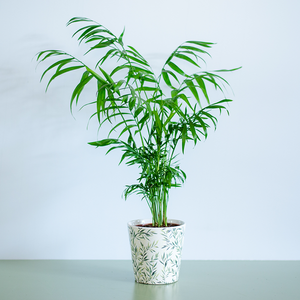 Hamedorea Elegant