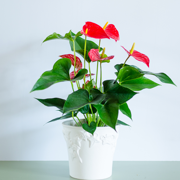 Anthurium, M