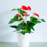 Anthurium, M