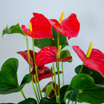 Anthurium, M