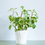 Рослина Пеперомія, Розмір M