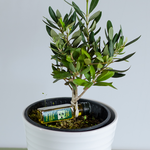 Olive tree, Size S