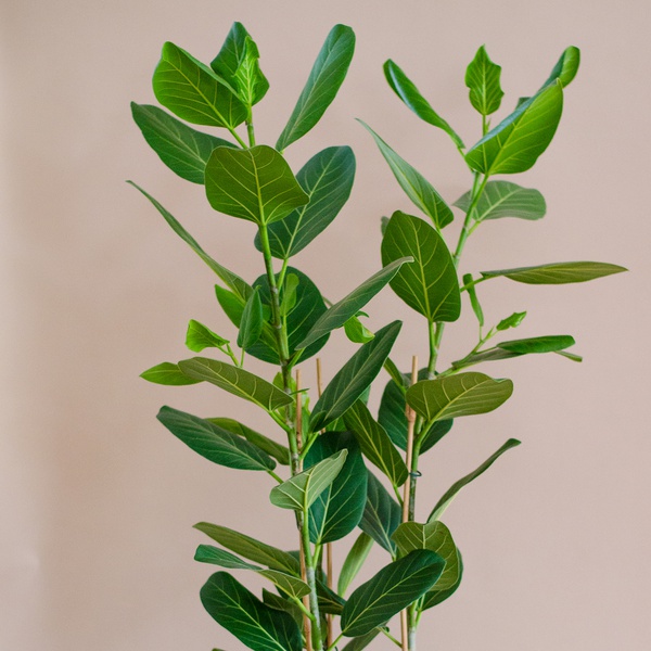 Ficus Audrey