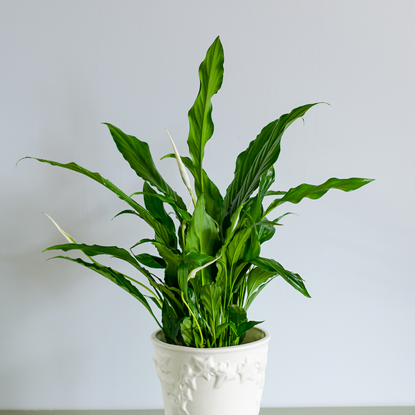 Spathiphyllum, Size M