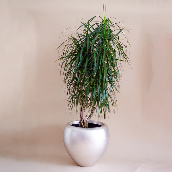 Dracaena marginata