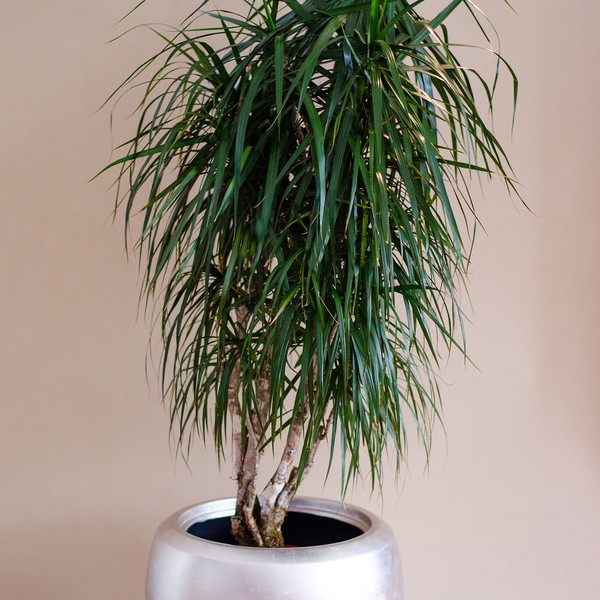 Dracaena marginata