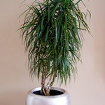 Dracaena marginata