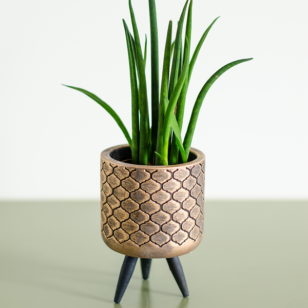 Sansevieria  in pots