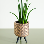 Sansevieria  in pots