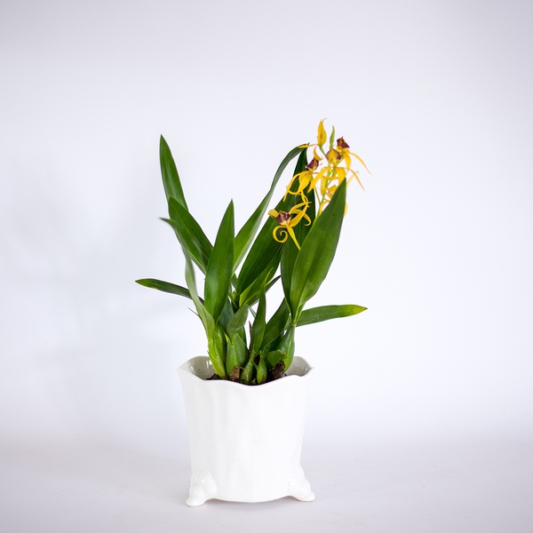 Орхідея Енциклія (Encyclia)