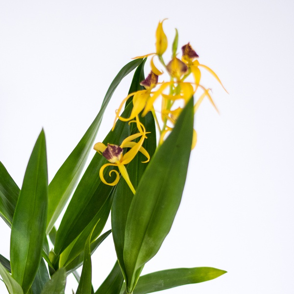 Орхідея Енциклія (Encyclia)