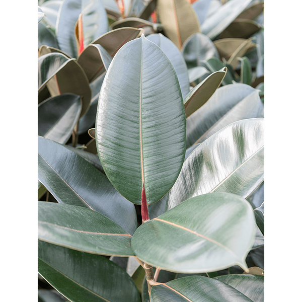 Ficus elastica
