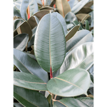 Ficus elastica
