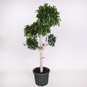 Ficus microcarpa Nitida
