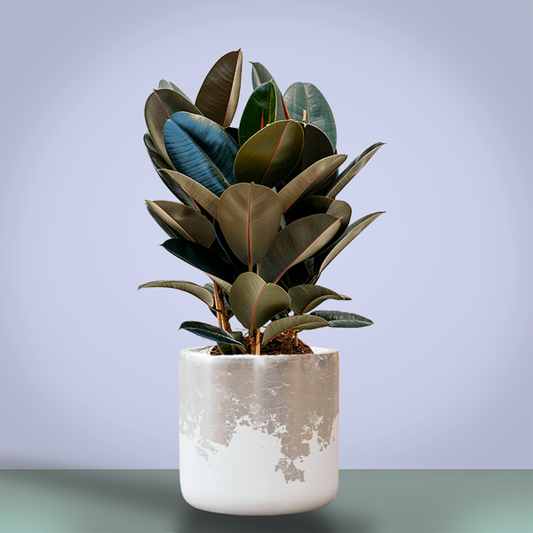 Ficus elastica