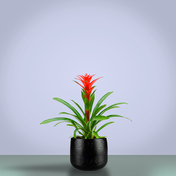 Guzmania 'Amaretto' red