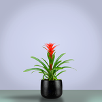 Guzmania 'Amaretto' red