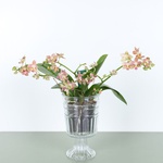 Ampelous Orchid