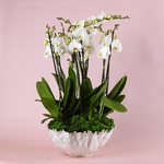 Орхідеї в вазі "Botanical touch"