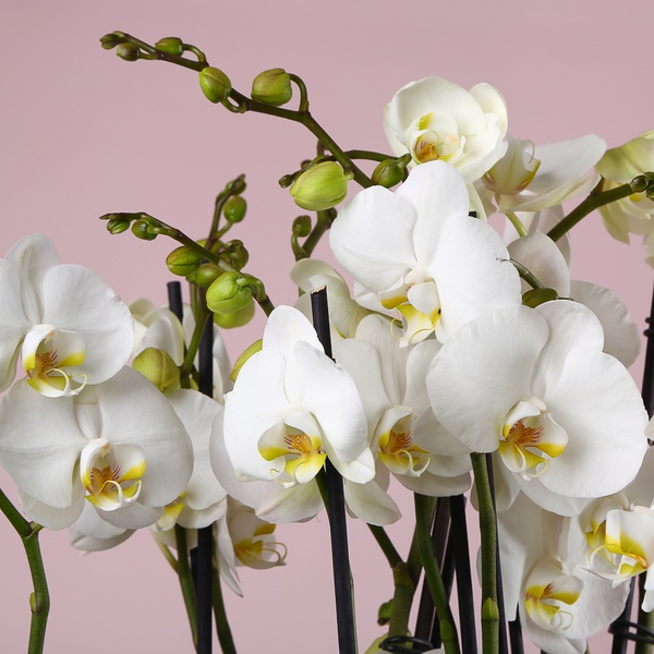 Орхідеї в вазі "Botanical touch"