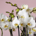Орхідеї в вазі "Botanical touch"