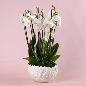 Orchid arrangement