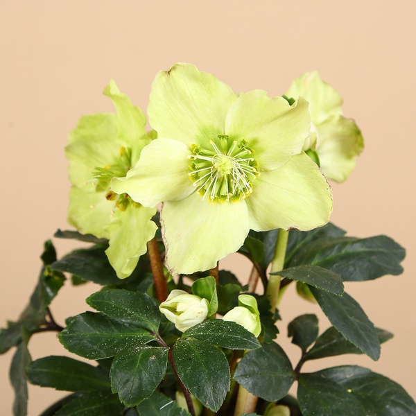 Heleborus