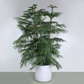Araucaria, Size L