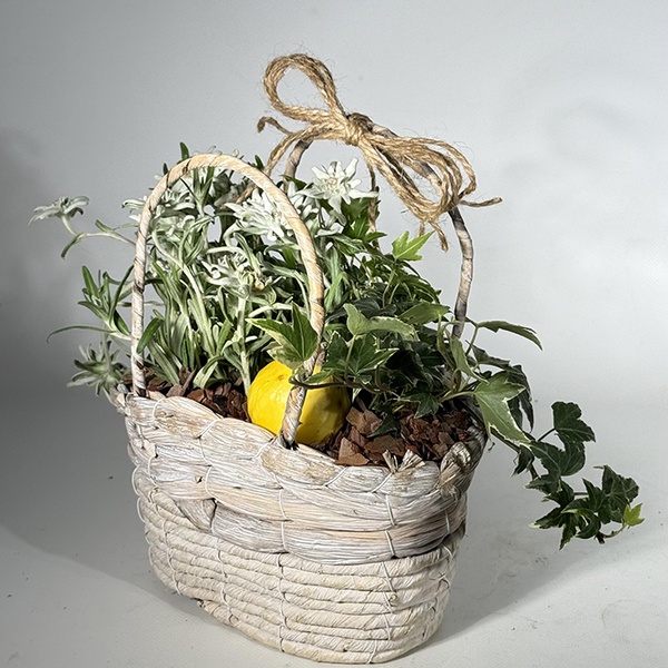 Composition with plants "Breath of the Mountains"