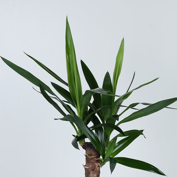 Yucca S