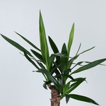 Yucca S
