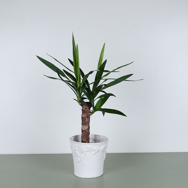 Yucca S