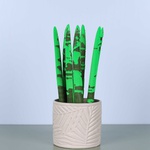 Sansevieria Mikado 3