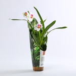 Orchid Miltonia